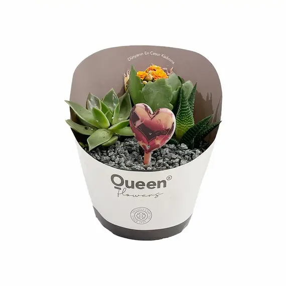 LuleSeculenta12,5