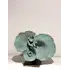 C4080 - Shell trinket, 2 image