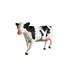 Lodër argëtuese Kafshë shtëpie, 3 image